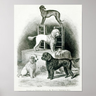 Poodles and Whippet - Gruppe von Herrn Walton Poster
