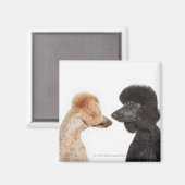 Poodles, die einander untersuchen magnet (Vorderseite/Rückseite)