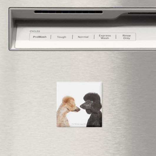 Poodles, die einander untersuchen magnet (In Situ (Geschirrspüler))