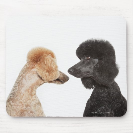 Poodles, die einander untersuchen mousepad (Vorne)