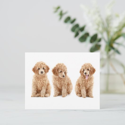 Poodles Postkarte (Stehend Vorderseite)