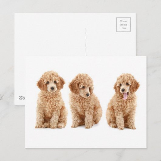 Poodles Postkarte (Vorne/Hinten)
