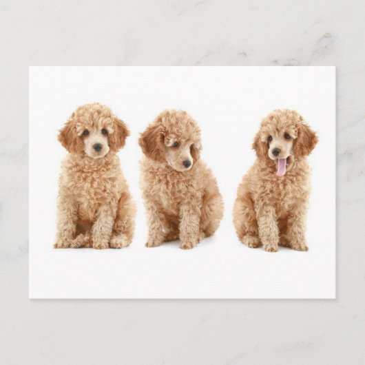 Poodles Postkarte (Vorderseite)