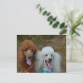 Poodles Postkarte (Stehend Vorderseite)