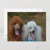 Poodles Postkarte (Vorne/Hinten)