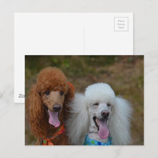 Poodles Postkarte (Vorne/Hinten)