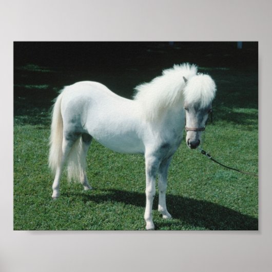 Poofy White Pony Poster (Vorne)