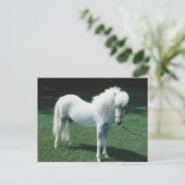 Poofy White Pony Postkarte (Stehend Vorderseite)