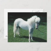 Poofy White Pony Postkarte (Vorne/Hinten)
