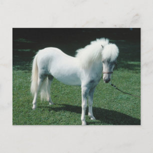 Poofy White Pony Postkarte