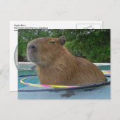 Pool Capybara Postkarte (Vorne/Hinten)
