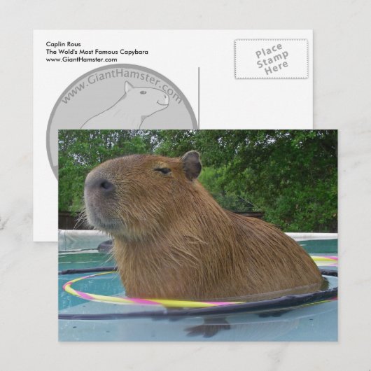 Pool Capybara Postkarte (Vorne/Hinten)