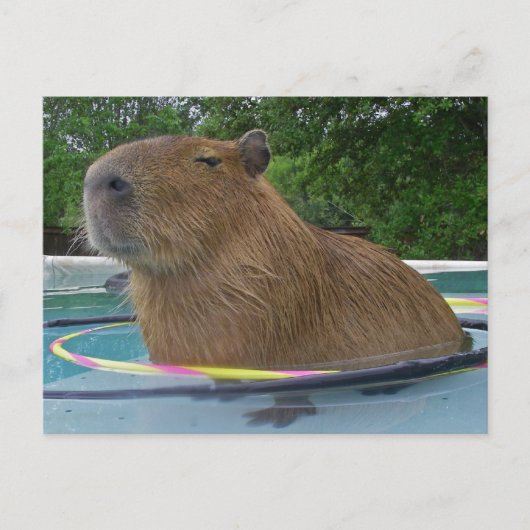 Pool Capybara Postkarte (Vorderseite)