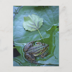 Pool Frog, Amperauen, Deutschland Postkarte