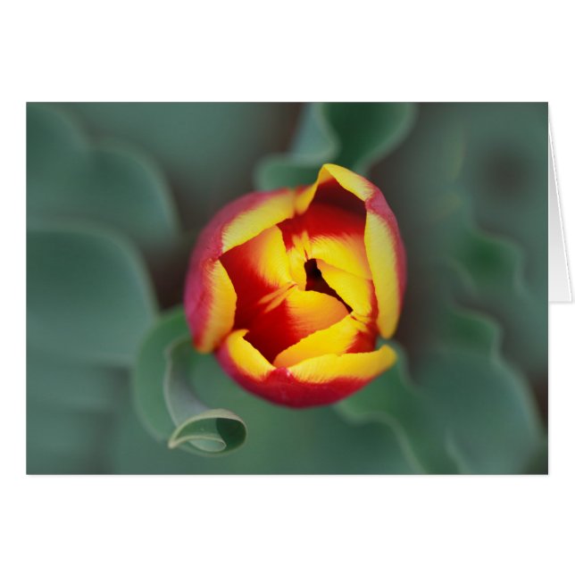 Pop (Vorderseite (Horizontal))