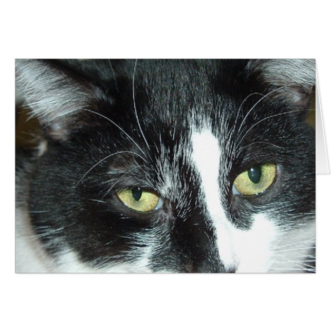 Pop Art Cat (Vorderseite (Horizontal))