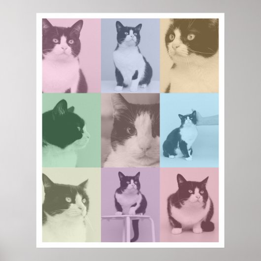 Pop Art Cat 9 Foto Moderner Retro-Farbblock Poster (Vorne)