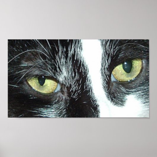 Pop Art Cat Poster (Vorne)
