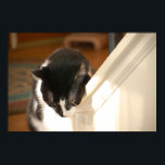 Pop Art Cat Poster<br><div class="desc">Foto</div>