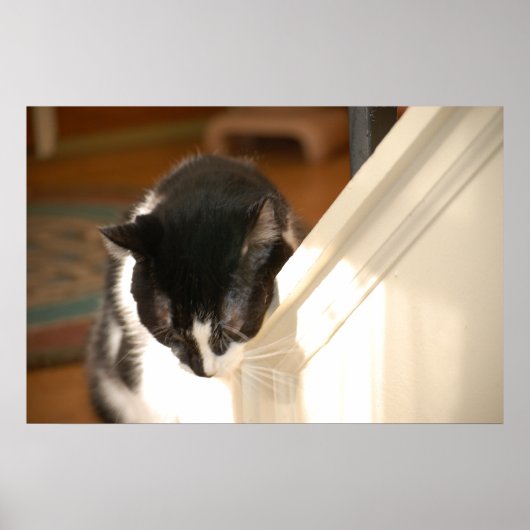 Pop Art Cat Poster (Vorne)