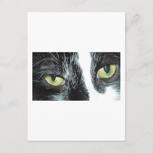 Pop Art Cat Postkarte (Vorderseite)