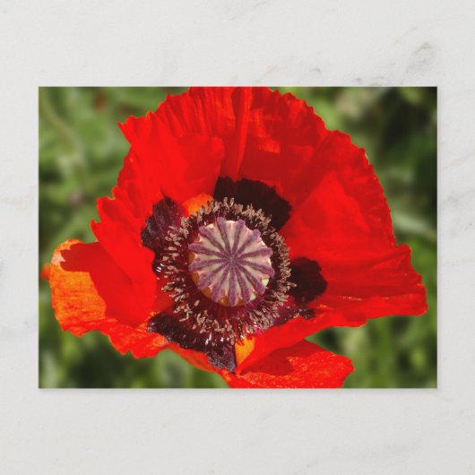 Pop Postkarte (Vorderseite)