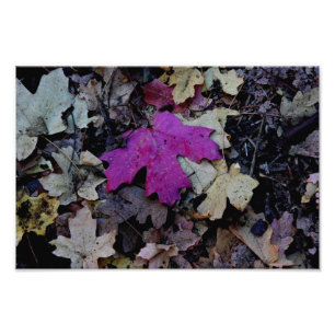 Pop von rosa Blattwerk Fotodruck
