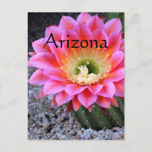 Pop von rosa Kakteen, Arizona Postkarte