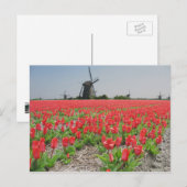 Popart Windmills Red Tulips Postcard Postkarte (Vorne/Hinten)