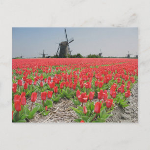 Popart Windmills Red Tulips Postcard Postkarte