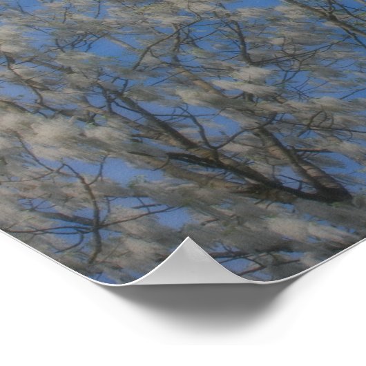 Poplar Tree Fluff Snow Im Juni Orton Naturelekunst Poster (Ecke)