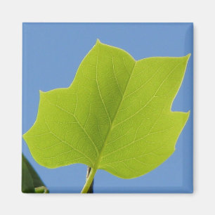 Poplar Tree Leaf Magnet