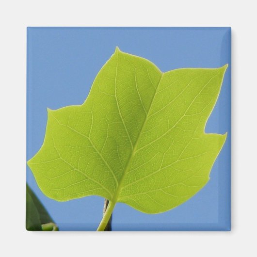 Poplar Tree Leaf Magnet (Vorne)