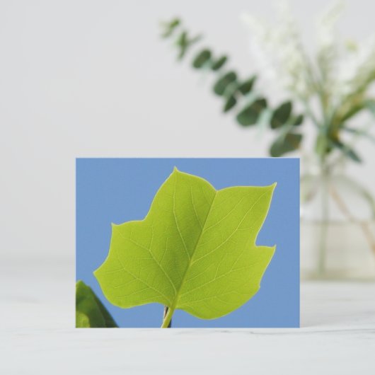 Poplar Tree Leaf Postkarte (Stehend Vorderseite)