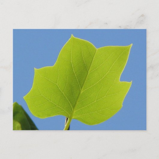 Poplar Tree Leaf Postkarte (Vorderseite)
