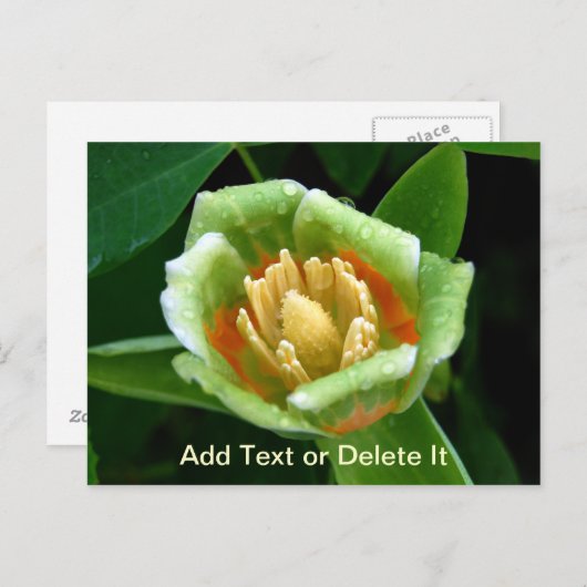 Poplar Tree Tulip Postkarte (Vorne/Hinten)