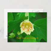 Poplar Tree Tulip Postkarte (Vorne/Hinten)