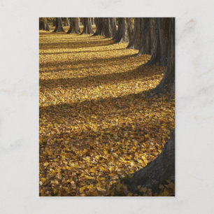 Poplar Trees im Herbst, Lake Wanaka, Otago, Postkarte