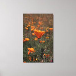 Poppen Leinwanddruck