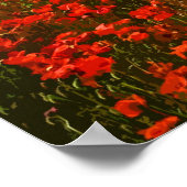 POPPIERFELD 3 POSTER (Ecke)