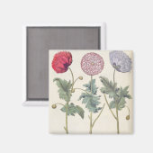 Poppies: 1.Papaver multiplex albumoris rubicundis; Magnet (Vorderseite/Rückseite)