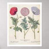 Poppies: 1.Papaver multiplex albumoris rubicundis; Poster (Vorne)