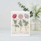 Poppies: 1.Papaver multiplex albumoris rubicundis; Postkarte (Stehend Vorderseite)