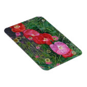 Poppies 2009 magnet (Rechte Seite)