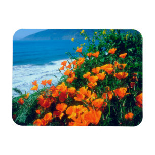 Poppies along the Pacific Coast near Big Sur Magnet