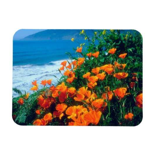 Poppies along the Pacific Coast near Big Sur Magnet (Horizontal)