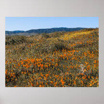 Poppies aus Kalifornien - Landschaft 2