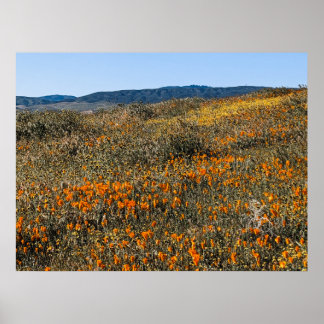 Poppies aus Kalifornien - Landschaft 2 Poster