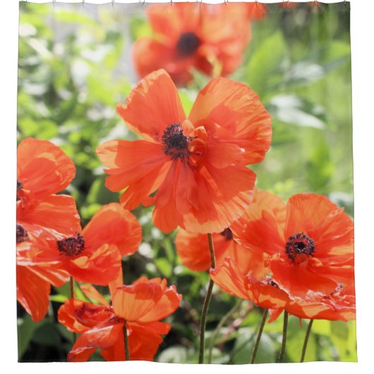 Poppies Duschvorhang (Vorderseite)