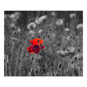 Poppies-Feld Fotodruck
